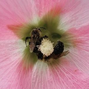 Meet your Posher, Holly